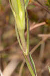 Wiregrass gentian